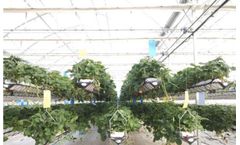 Hydroponic agriculture - Advantages and Disadvantages