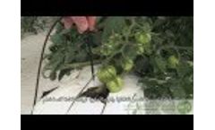 Hydroponics in Abu Dhabi Video