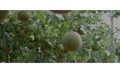 NGS - Recirculating Hydroponic System for High Bearing Products