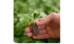 Tissue Culture