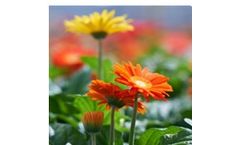 Sowing