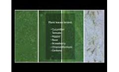 Cirillo - Digital pest detection for resistance and crop protection research - Video