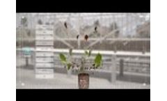 Aris Vision System - Phenotyping the World Videio