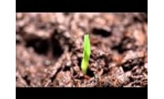 Time Laps - Phenotyping Video