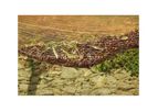 Agrow - Model ACS-NM-OHN - Olive Harvesting Net