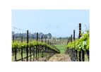 Agrow - Vertical Shoot Positioning (VSP) Trellis System