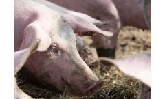 Coal Feed for Naturally Healthy Animals
