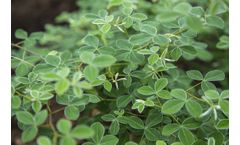 Enoveo - Phytomanagement Engineering Services