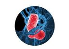 Enoveo - Molecular Biology Tools (MBT)