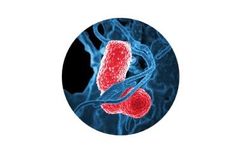 Enoveo - Molecular Biology Tools (MBT)
