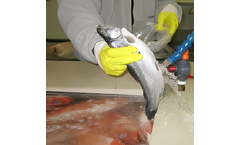 Ozone Food Disinfection for Seafood Industry