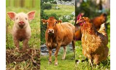 Sustainable microbial products for animal DFM
