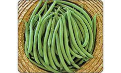 Model Sonia - Bush Beans