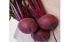 Model F1 Bikores - Beet Root