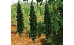Model F1- Virat - Hybrid Bitter Gourd