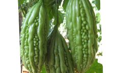Model F1 Lushi - Hybrid Bitter Gourd