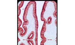 Scytek - AEC Chromogen Concentrate