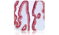 Scytek - Substrate Bulk Kit