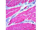 Model 1A4 - Alpha-Smooth Muscle