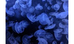 Autonomous underwater and surface vehicle solutions for research areas