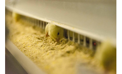 Tavsan - Rearing Cage System