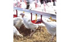 Tavsan - Turkey Nipples