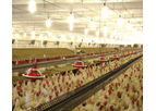 Tavsan - Rooster Feeder