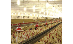 Tavsan - Rooster Feeder