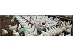 Tavsan - Chain Feeding System