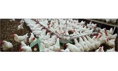 Tavsan - Chain Feeding System