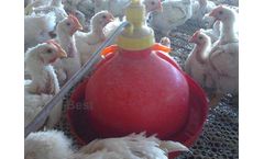 Hebei - Automatic Bell Drinker