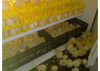 Hebei - Egg Incubator