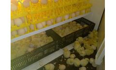 Hebei - Egg Incubator