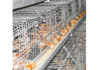 Vanke - Model Chicks A - 10000 to 50000  House Chick Battery Cage