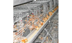 Vanke - Model Chicks A - 10000 to 50000  House Chick Battery Cage