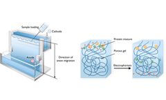 Polyacrylamide in Electrophoresis