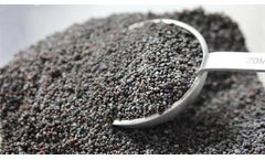  How to Grow Basil Seed Indoors with Mineral Fertilizer