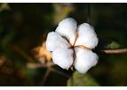 Organic Cotton