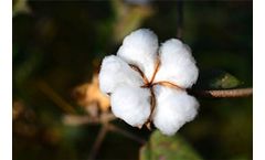 Organic Cotton