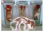 Toxindia - Teratology Service