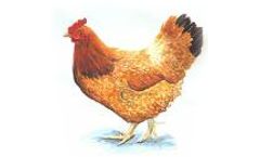 Toxindia - Neurotoxicity Service