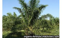 Benefits of applying organic fertilizer to oil palm