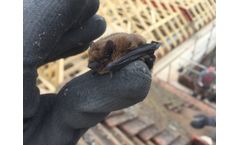 Bat Building Surveys