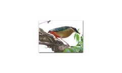 Biodiversity Conservation Services