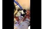 Dolphin Aquarium Pump Video