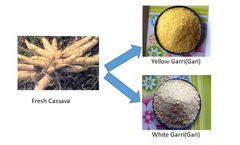 How To Process Garri From Cassava Tubers？