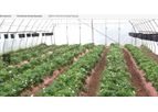 GrowSpan - Gothic Premium Greenhouses
