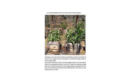 Corn Datasheet