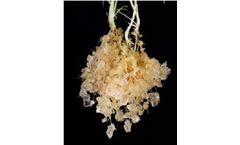 Agragel - Agragel T-400 Water absorbing crystal soil polymer