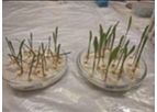 Seed MAXX - Seed Inoculant/treatment